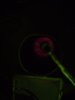 DSC01212.jpg