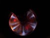 DSC06680_1.JPG