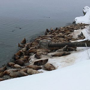 39 img. Морские твари подходят погреться к сточной трубе.